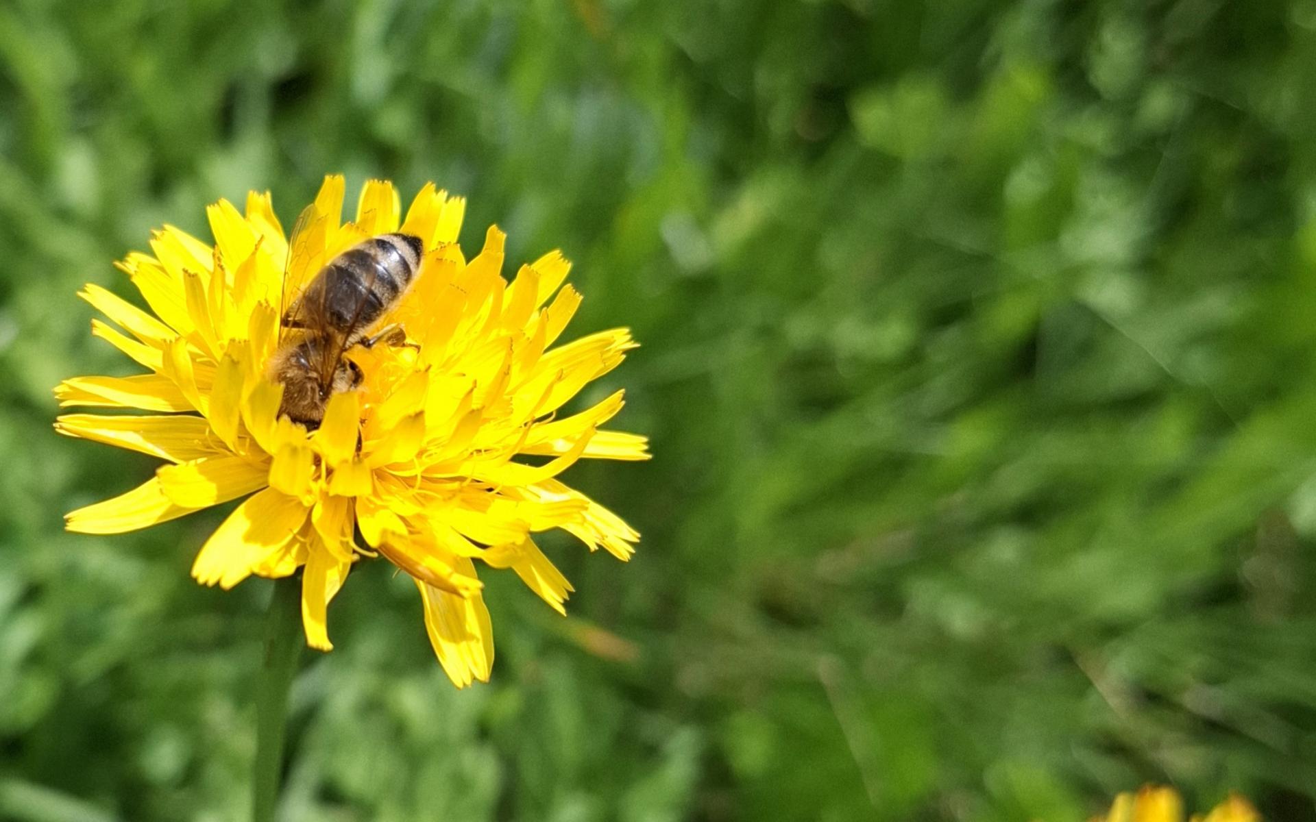 Kräuterspaziergang