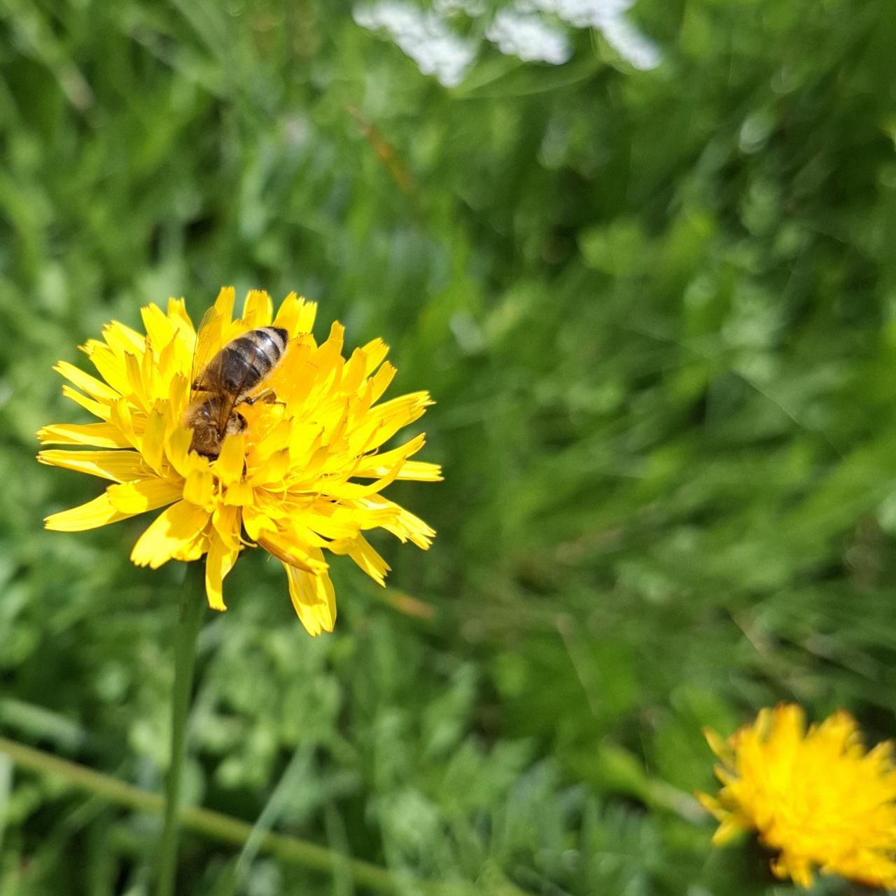 Kräuterspaziergang